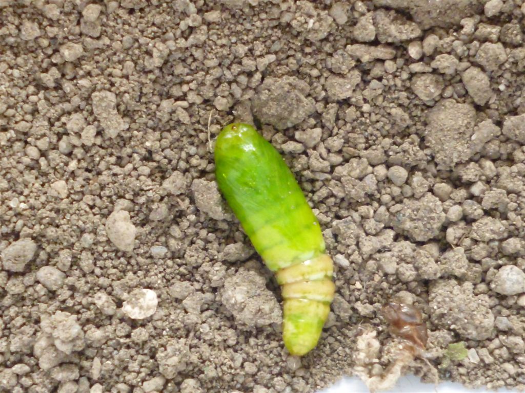 Bruco su fiori di zucchine