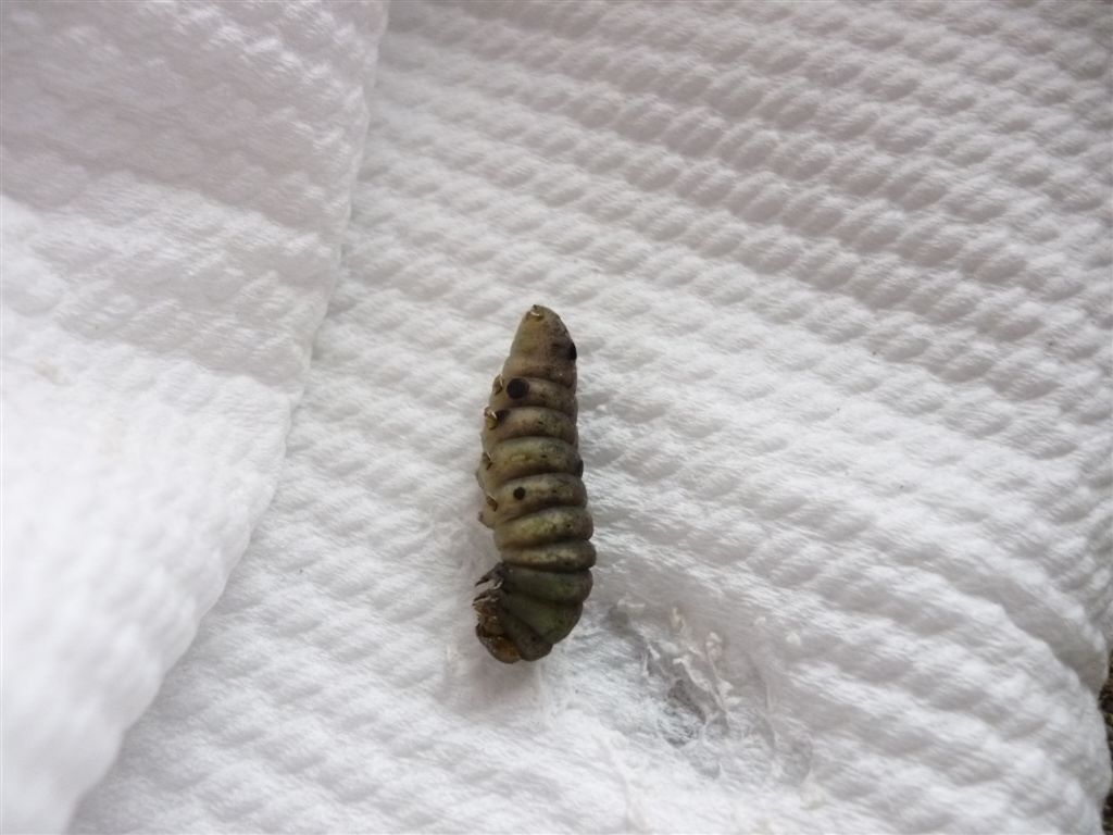 Bruco da id. - Spodoptera littoralis (ciclo completo)