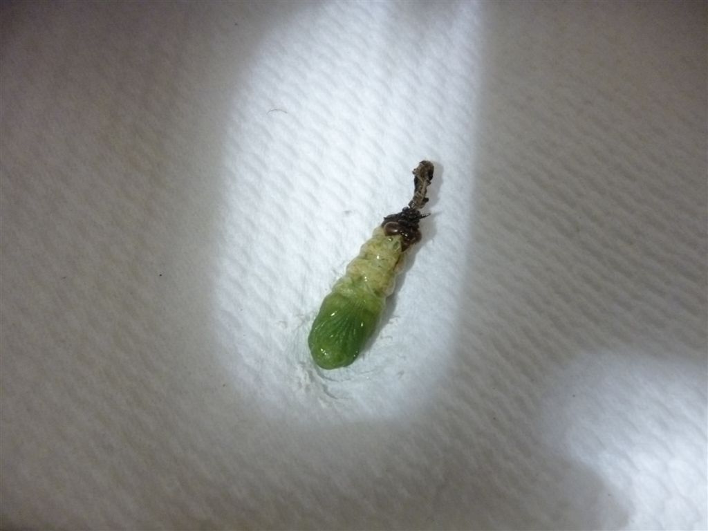 Bruco da id. - Spodoptera littoralis (ciclo completo)