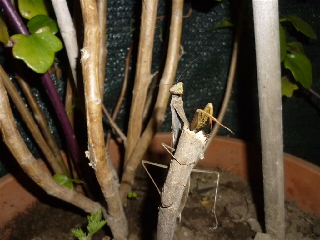 Mantis religiosa?