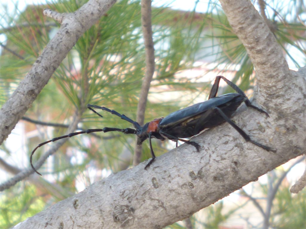 Cerambycidae, Aromia bungii, terza segnalazione in Italia?