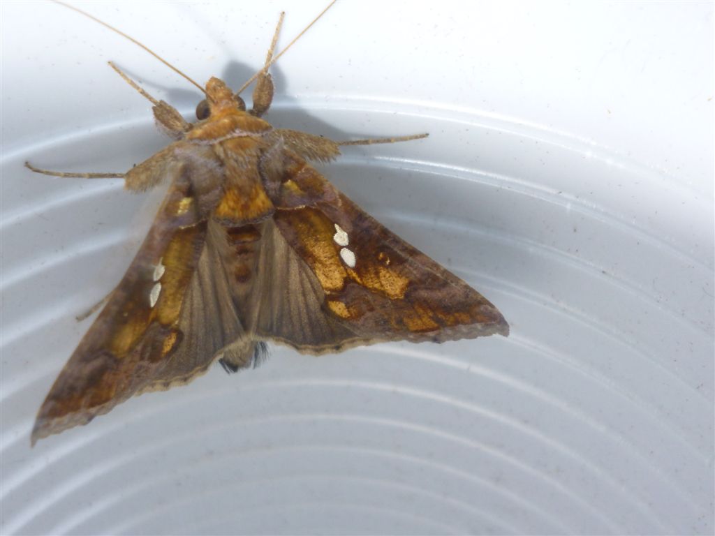 Chrysodeixis chalcites?