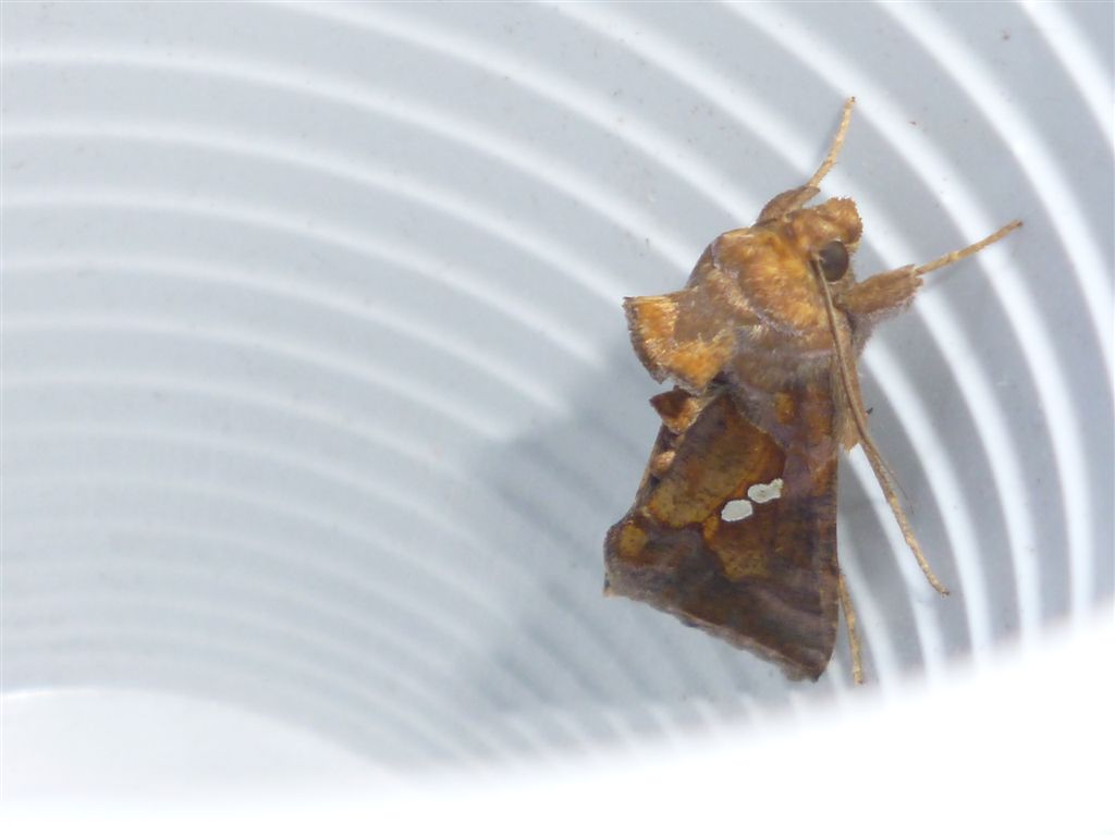 Chrysodeixis chalcites?