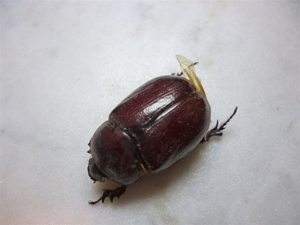 Phyllognathus excavatus - Dynastidae