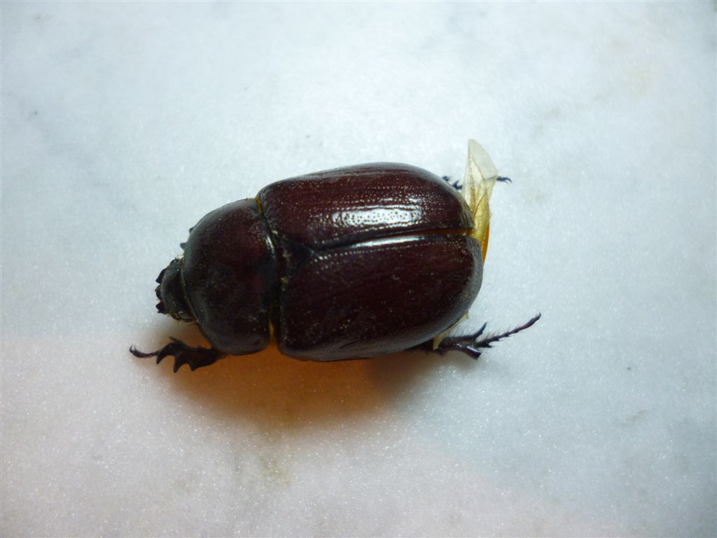 Phyllognathus excavatus - Dynastidae