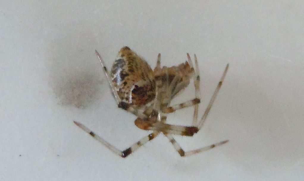 Parasteatoda tepidariorum - Agnano (NA)