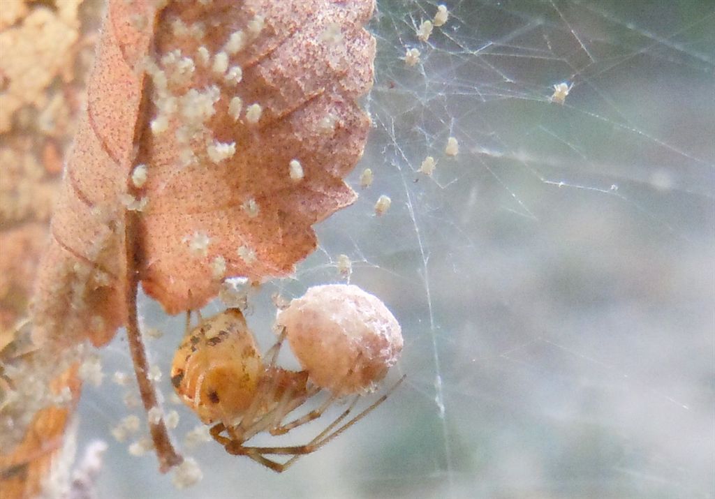 Parasteatoda lunata con prole - Agnano (NA)