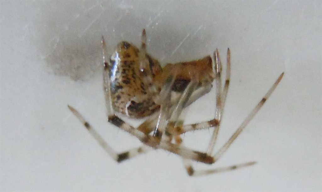 Parasteatoda tepidariorum - Agnano (NA)