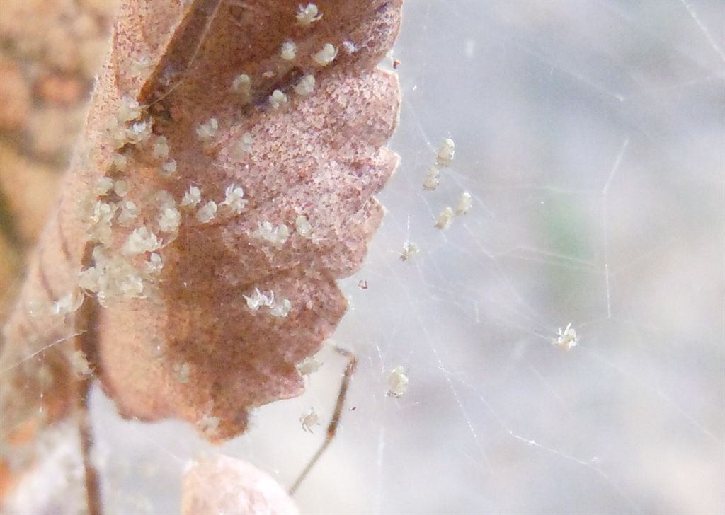 Parasteatoda lunata con prole - Agnano (NA)