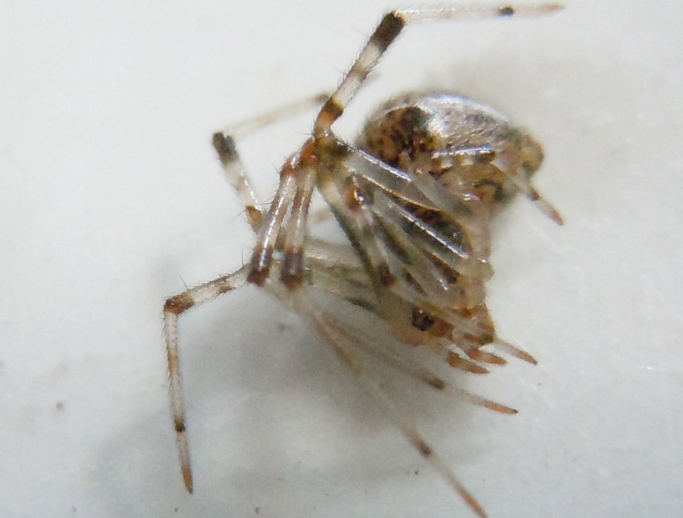 Parasteatoda tepidariorum - Agnano (NA)