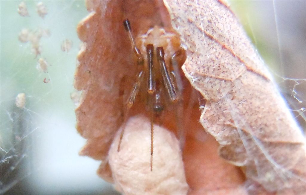 Parasteatoda lunata con prole - Agnano (NA)