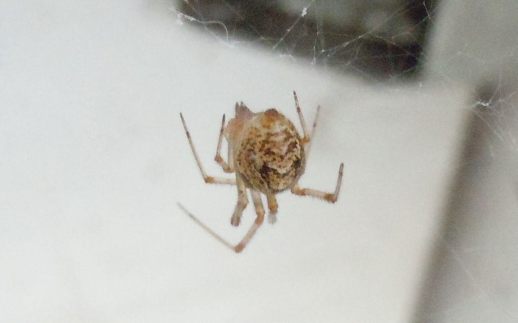 Parasteatoda tepidariorum - Agnano (NA)