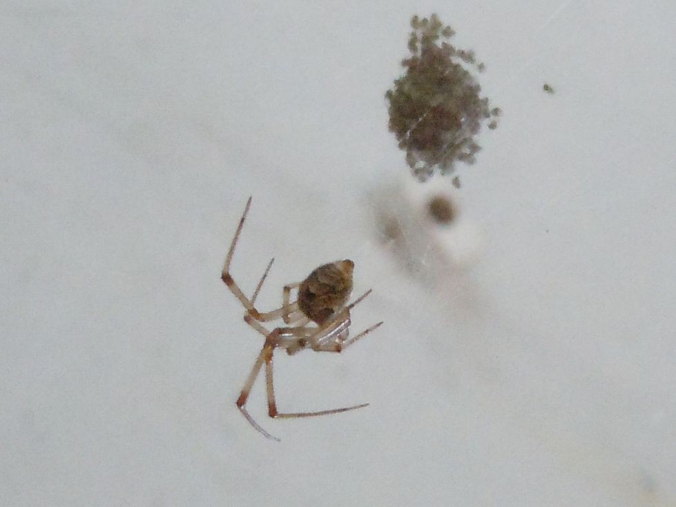 Parasteatoda tepidariorum - Agnano (NA)
