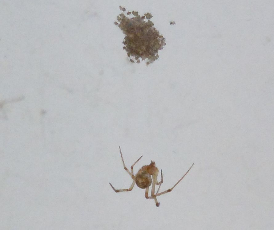 Parasteatoda tepidariorum - Agnano (NA)