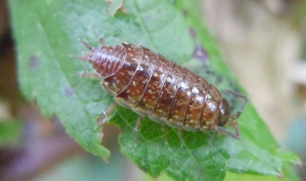 Philosciidae