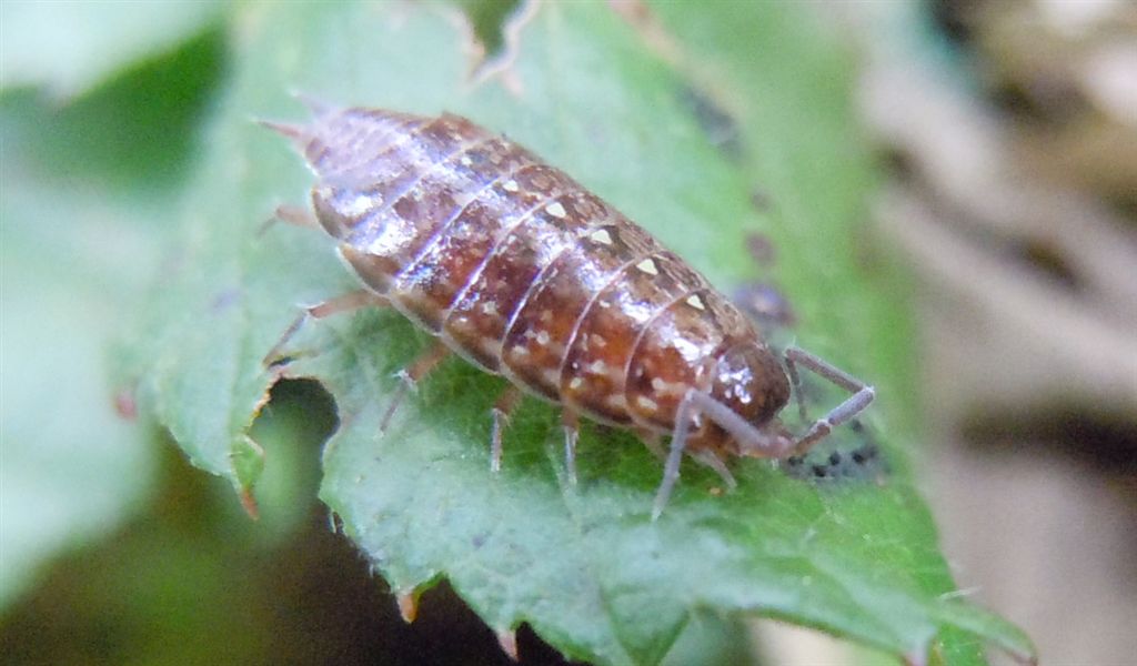 Philosciidae
