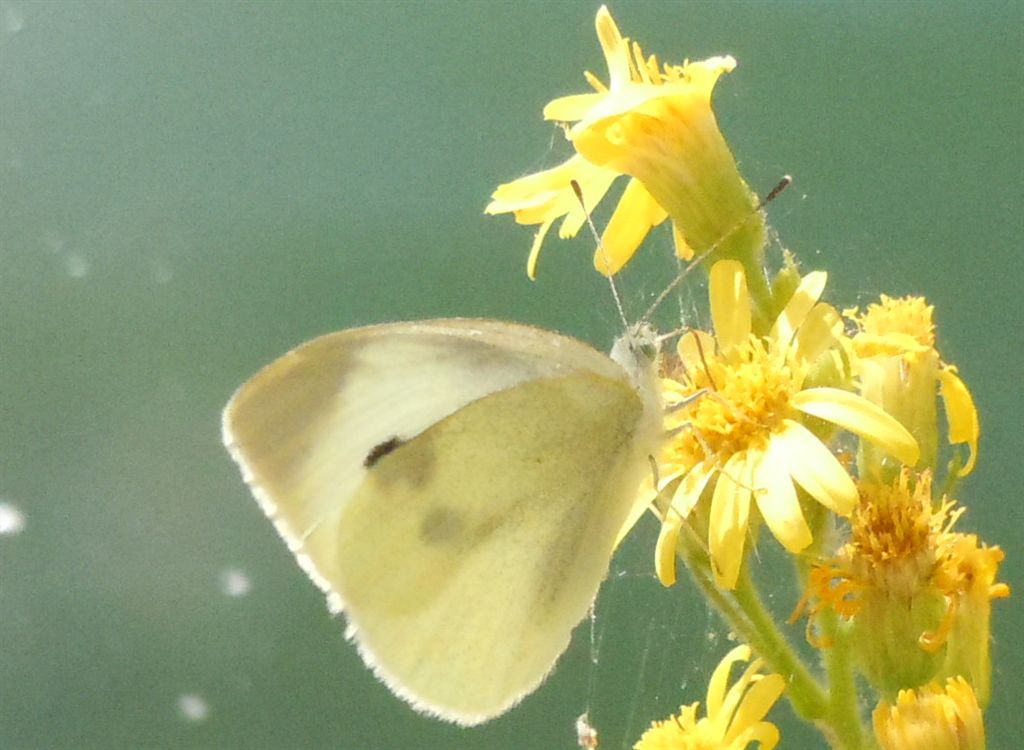 Quale Pieris?