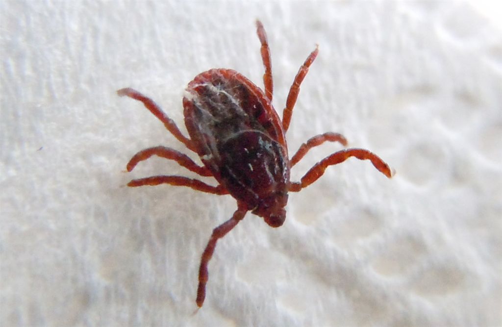 Una zecca addosso