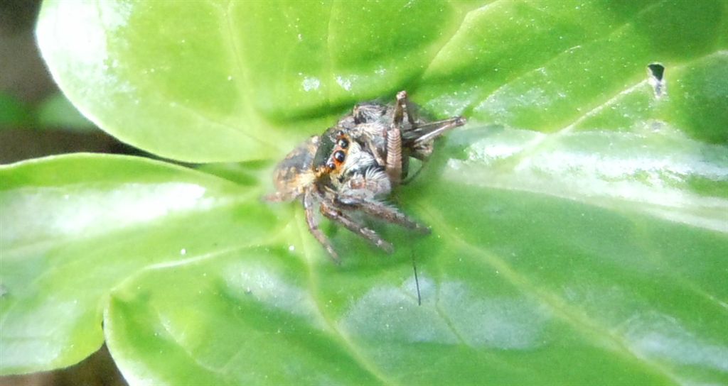 Carrhotus xanthogramma - Riserva degli Astroni (NA)
