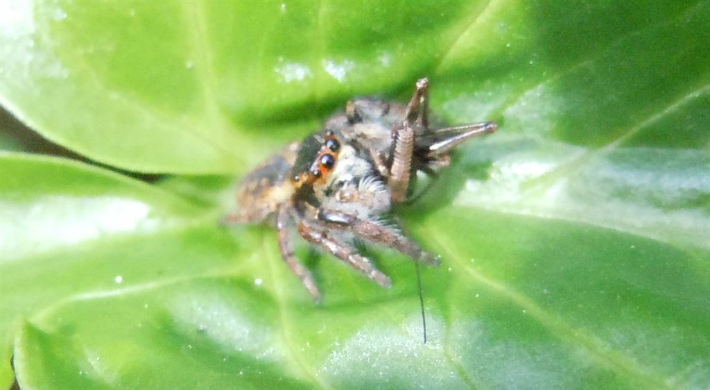 Carrhotus xanthogramma - Riserva degli Astroni (NA)