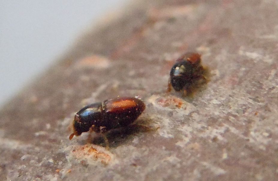 Scolytus sp.