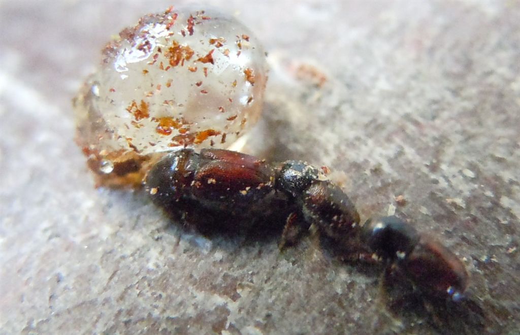 Scolytus sp.