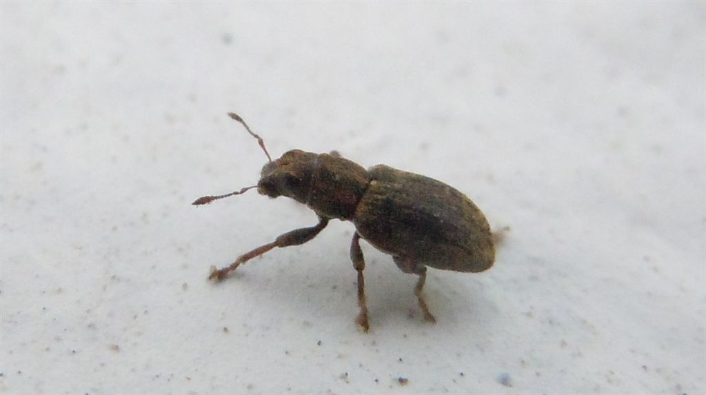 Sitona sulcifrons ssp. argutulus (cf.)