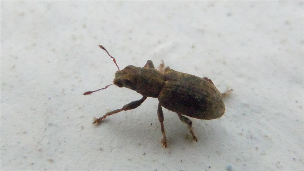 Sitona sulcifrons ssp. argutulus (cf.)