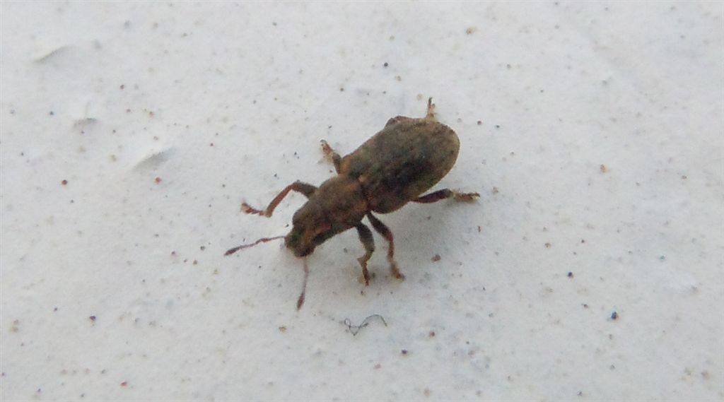 Sitona sulcifrons ssp. argutulus (cf.)