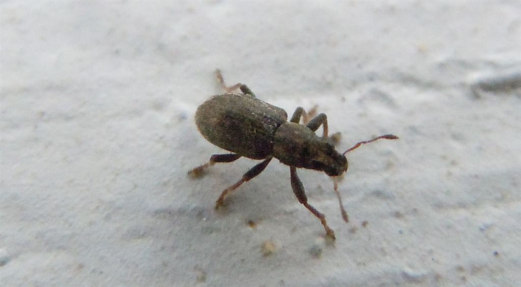 Sitona sulcifrons ssp. argutulus (cf.)