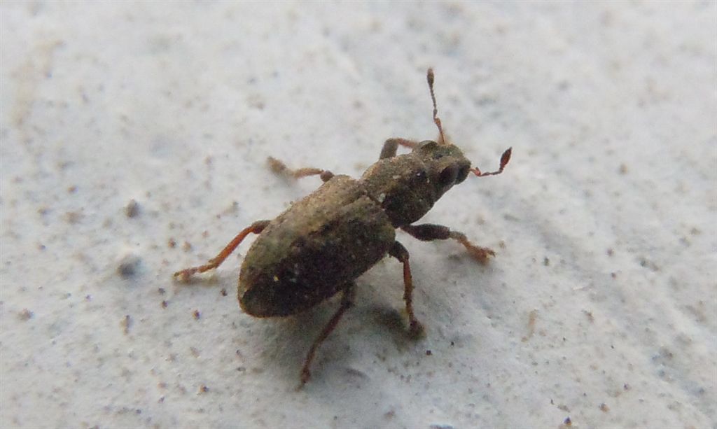 Sitona sulcifrons ssp. argutulus (cf.)