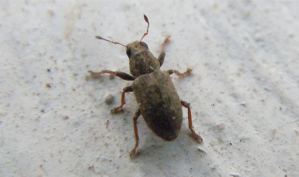 Sitona sulcifrons ssp. argutulus (cf.)