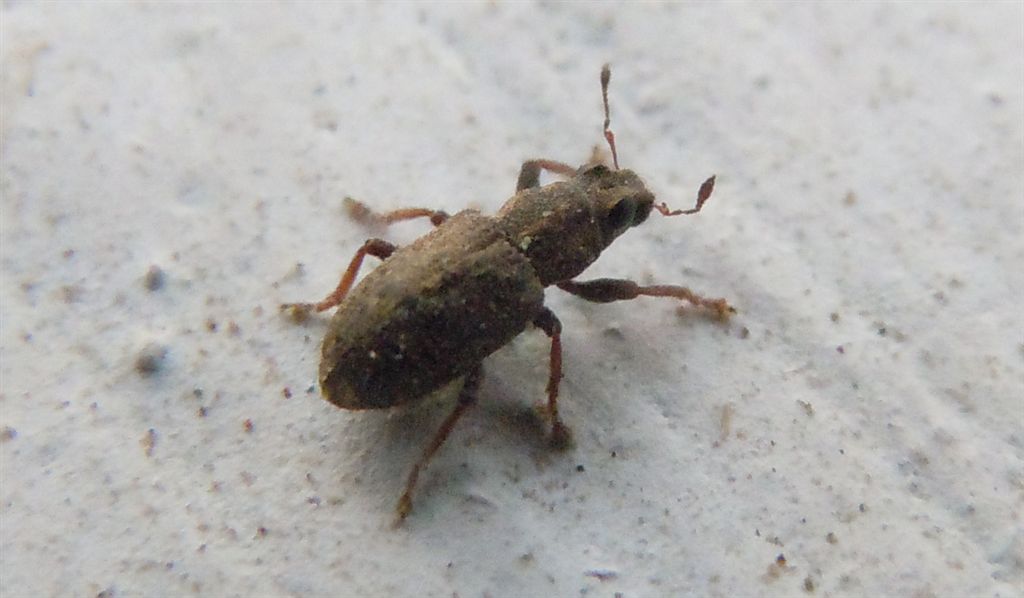 Sitona sulcifrons ssp. argutulus (cf.)