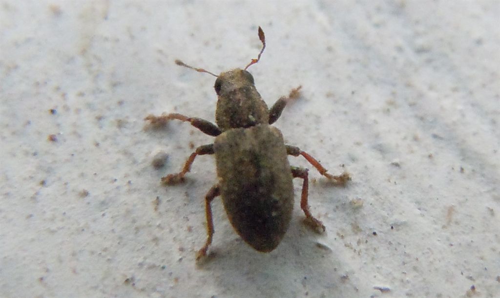 Sitona sulcifrons ssp. argutulus (cf.)