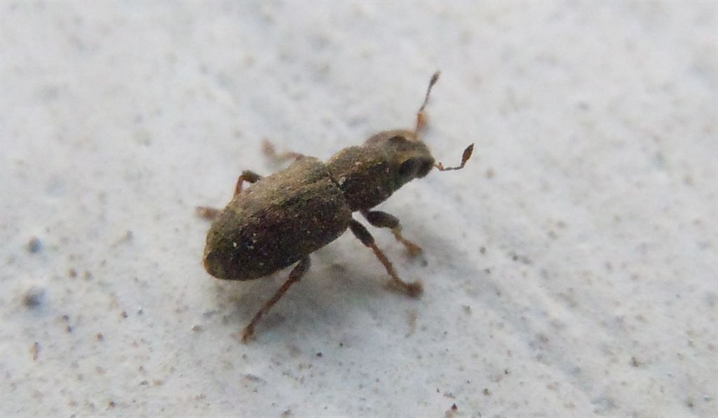 Sitona sulcifrons ssp. argutulus (cf.)