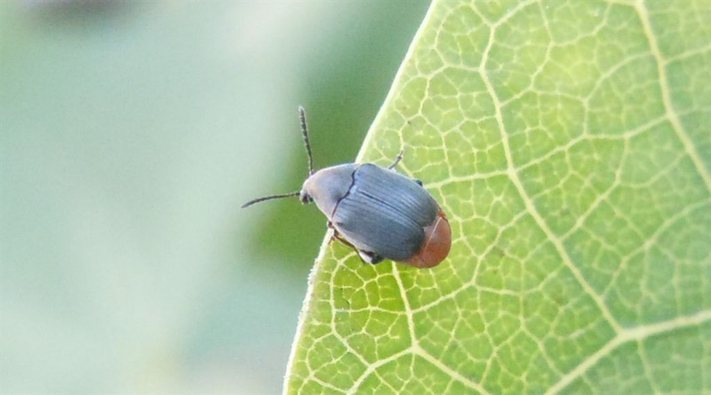 Chrysomelidae Bruchinae:  Bruchidius siliquastri (cf.)