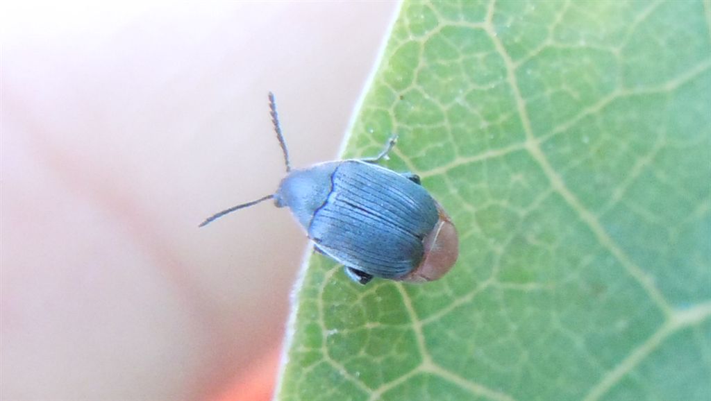 Chrysomelidae Bruchinae:  Bruchidius siliquastri (cf.)