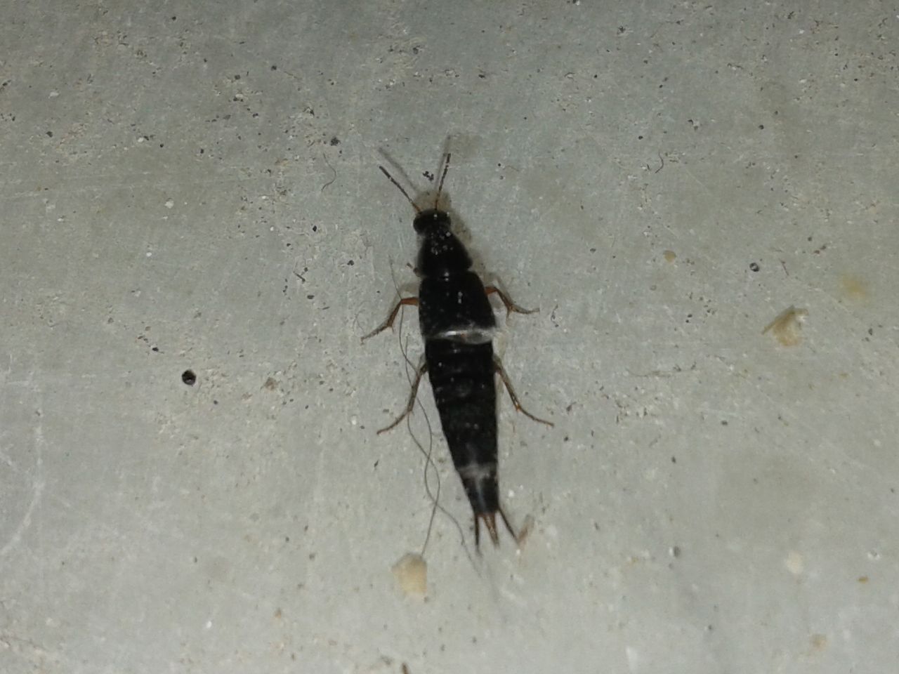 Stafilinide da identificare