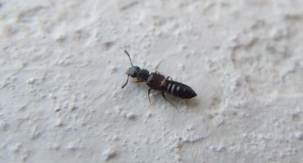 Staphylinidae