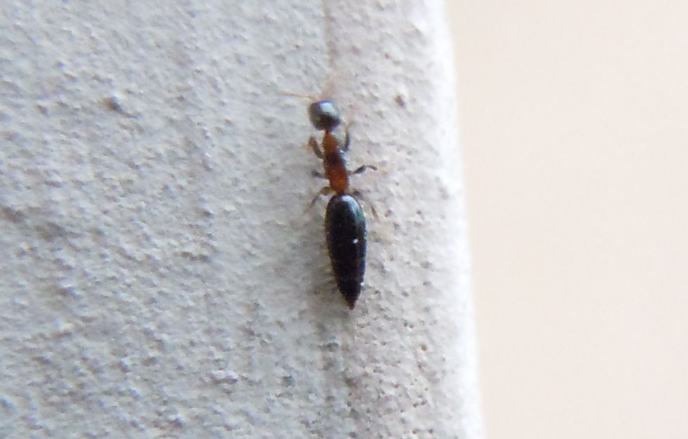 Staphylinidae?