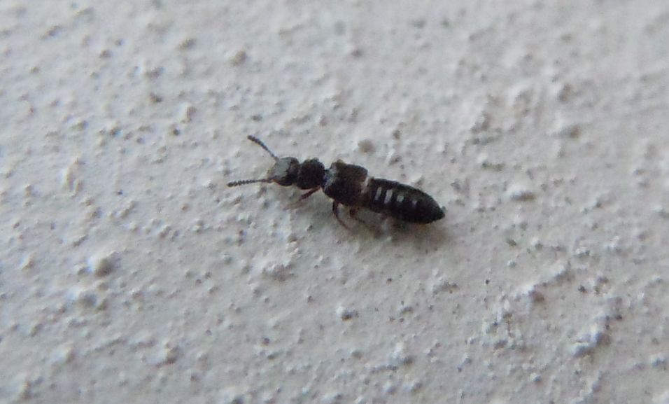 Staphylinidae