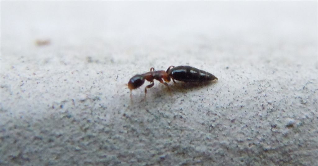 Staphylinidae?