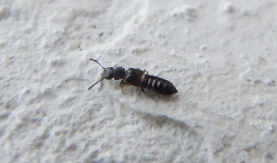 Staphylinidae