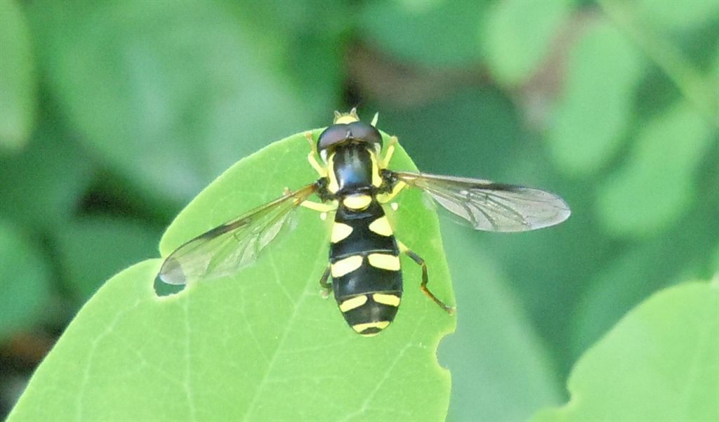 Xanthogramma pedissequum/dives maschio