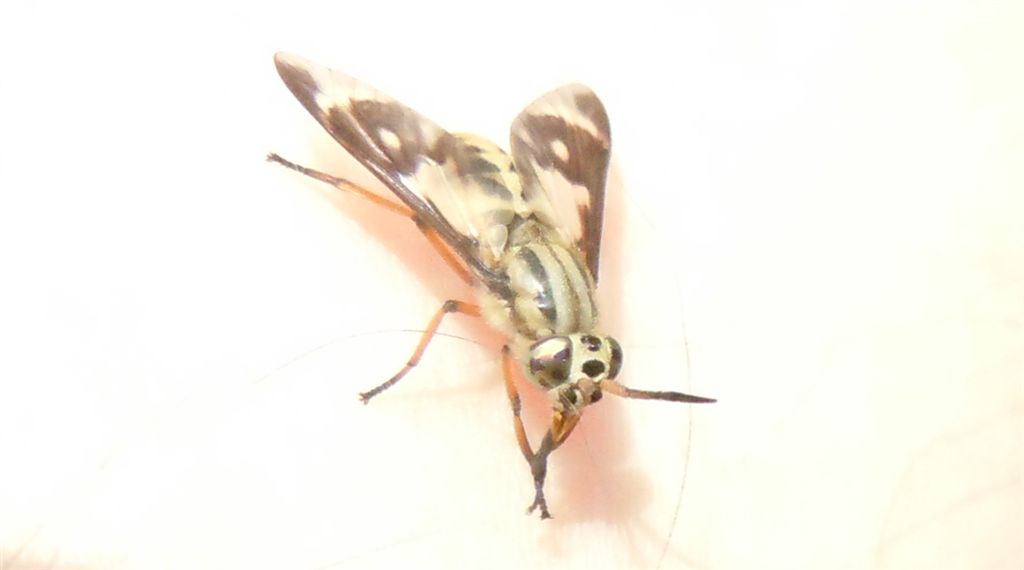 Tabanidae dispettoso: Chrysops cfr flavipes
