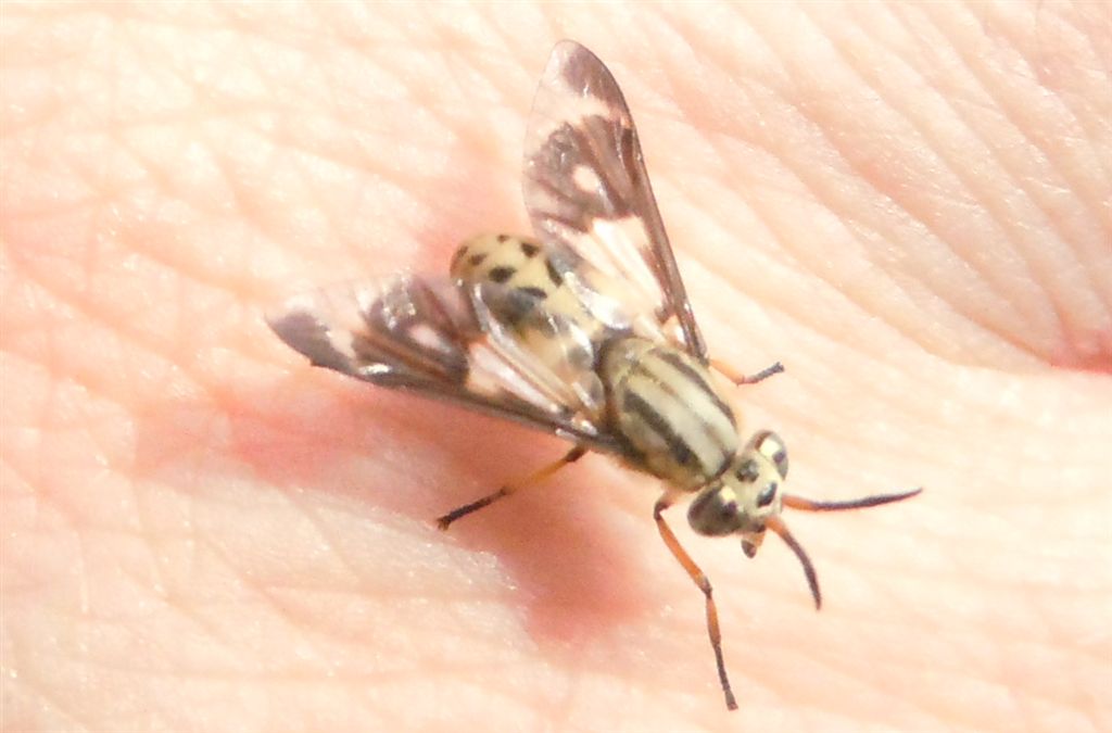 Tabanidae dispettoso: Chrysops cfr flavipes