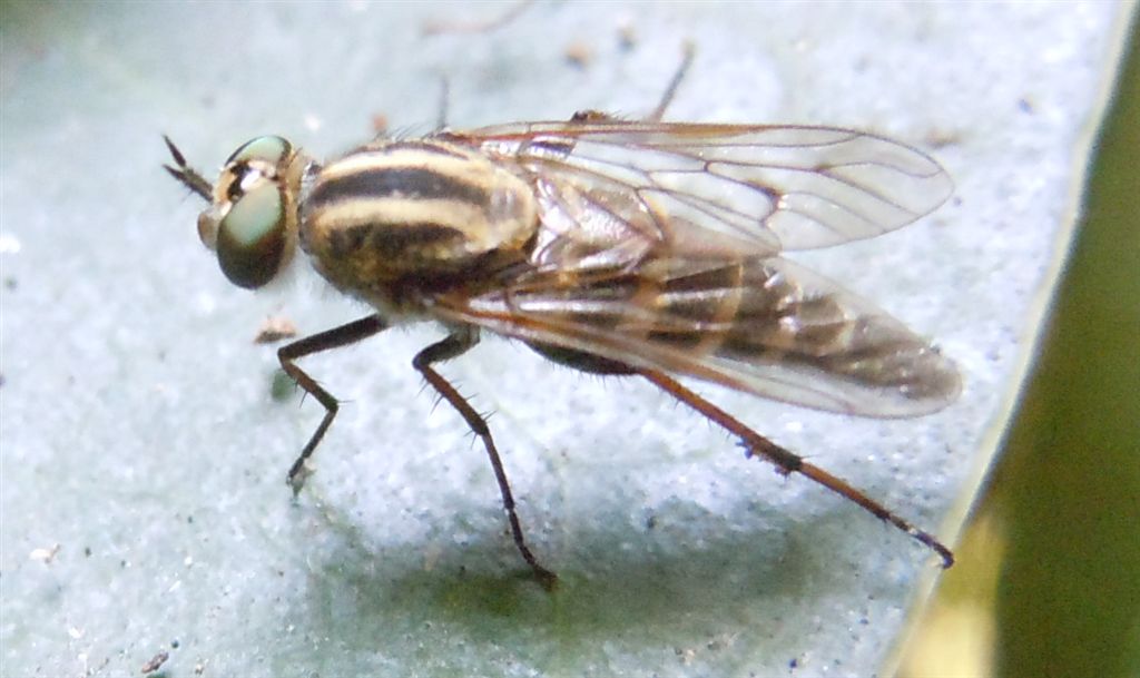 Therevidae da identificare