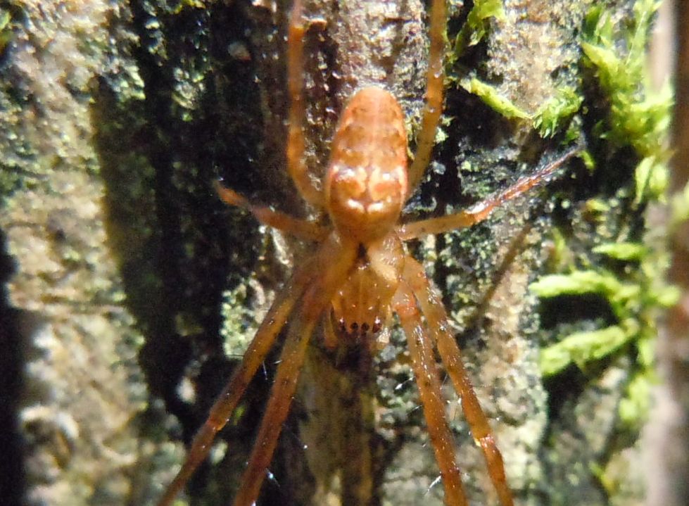 Tetragnathidae: Metellina sp. - Riserva degli Astroni(NA)