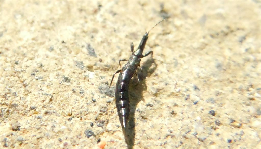 Ninfa di Phlaeothripidae e adulto di Bacillothrips longiceps (Phlaeothripidae)