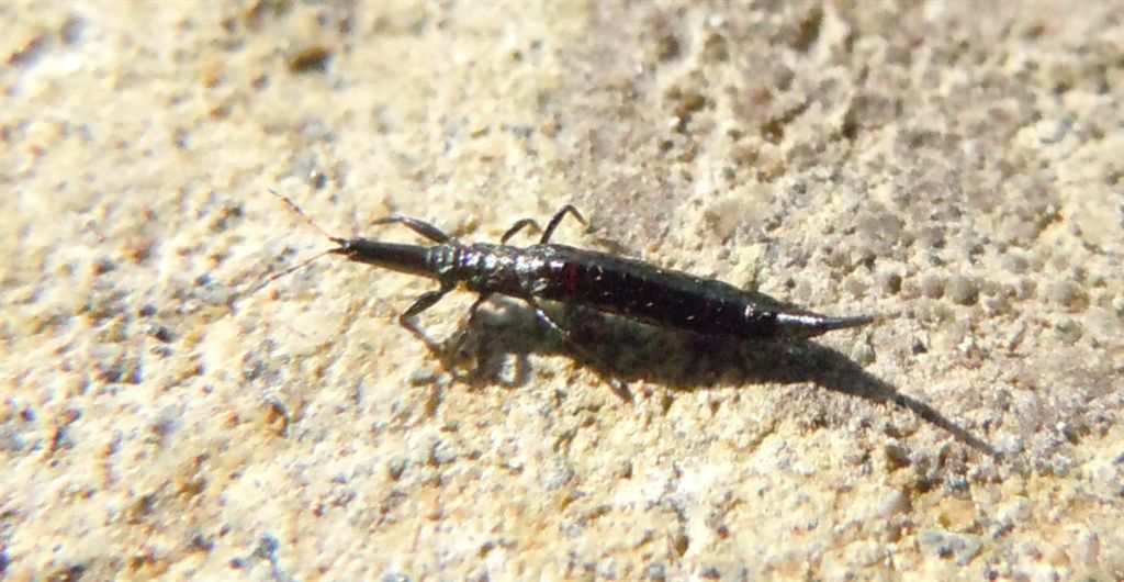 Ninfa di Phlaeothripidae e adulto di Bacillothrips longiceps (Phlaeothripidae)